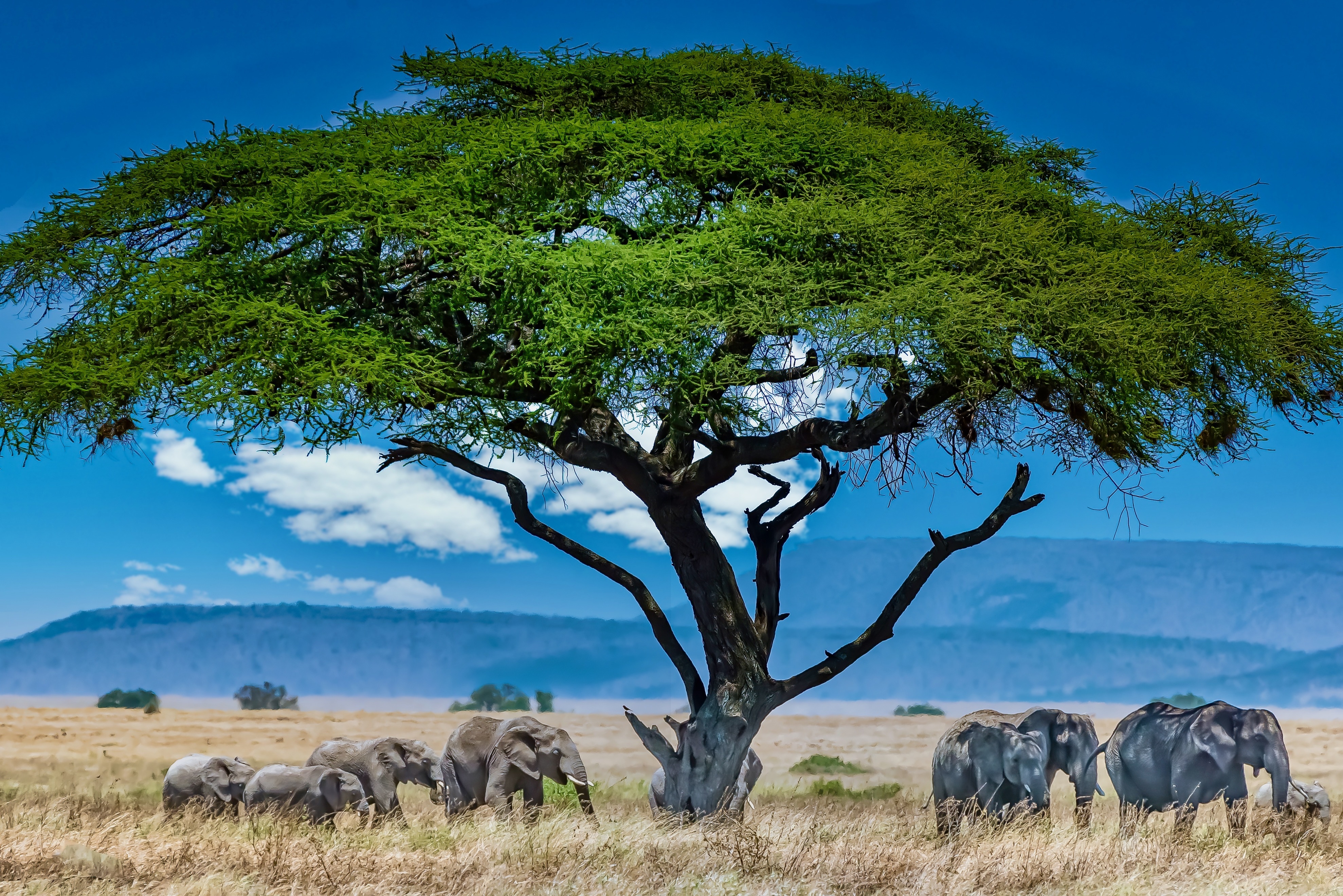 Serengeti Safari